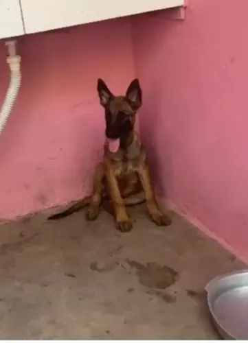 Pastor belga malinois