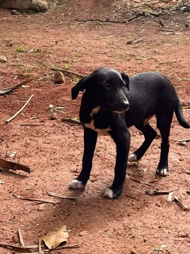 Doa-se cachorrinhos 