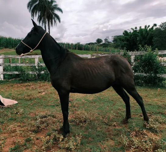 Égua Preta Mansa