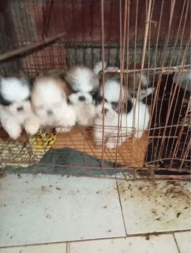 Filhote de shih tzu 