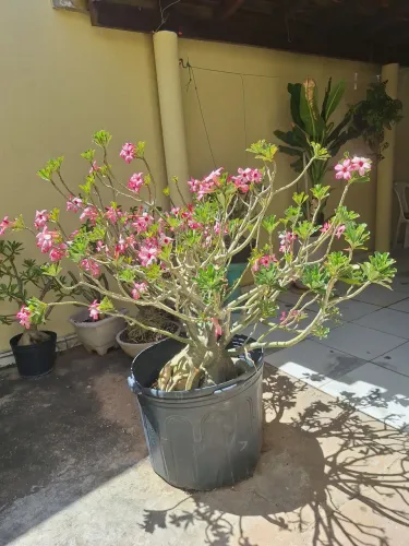 Rosa do deserto gigante