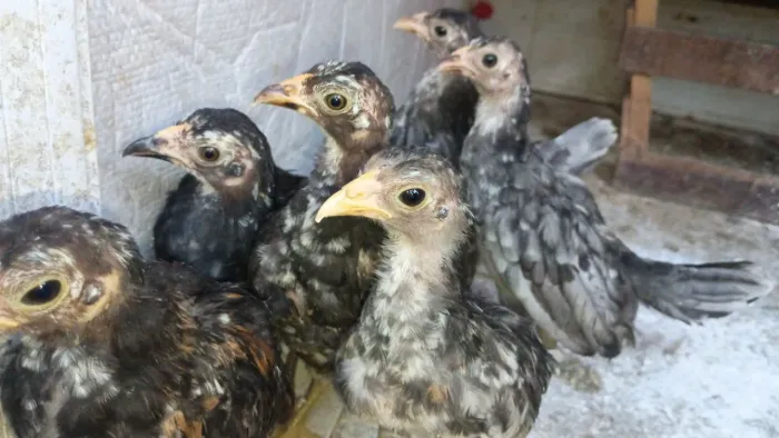 6 Pintos fêmeas de galinha tamanho médio