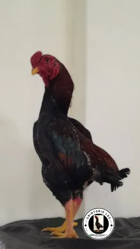 Galo mini ko shamo