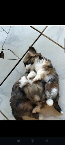 Casal de Shitzu filhotes 45 dias! Macho e fêmea! *