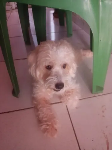 Podloo fêmea pra cruzar