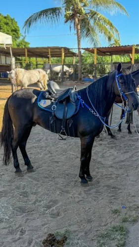 Cavalo Preto - Exponente J.B.R. - R$ 22.000 Cavalo à venda - R$ 22.000 (picado)