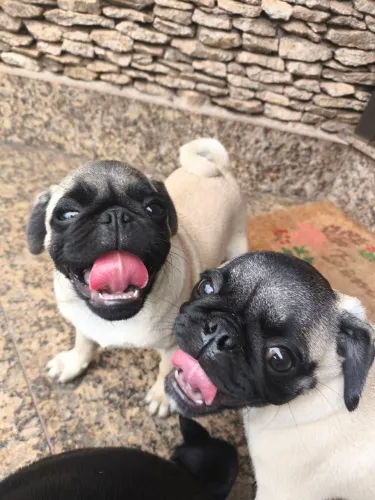 Filhotes de Pug