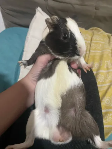 Porquinho Índia doação