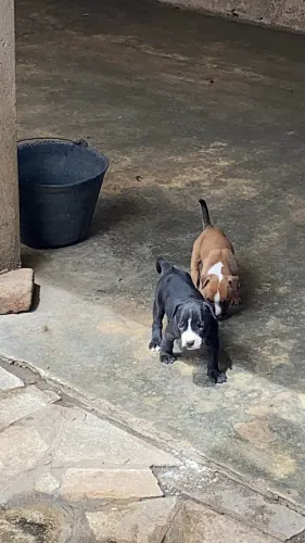Filhotes de pitbull