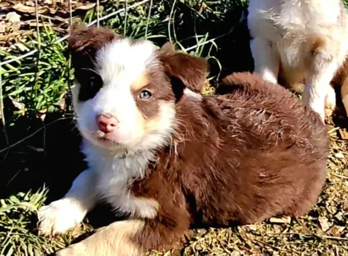 Filhotes de Border Collie  | Filhotes que encantam no olhar.