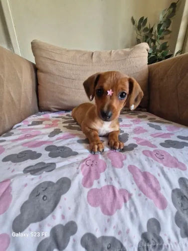 Dachshund fêmea