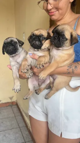 Cachorro pung