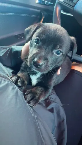 Doação responsável de cachorrinha