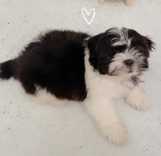 Filhote de Shih Tzu