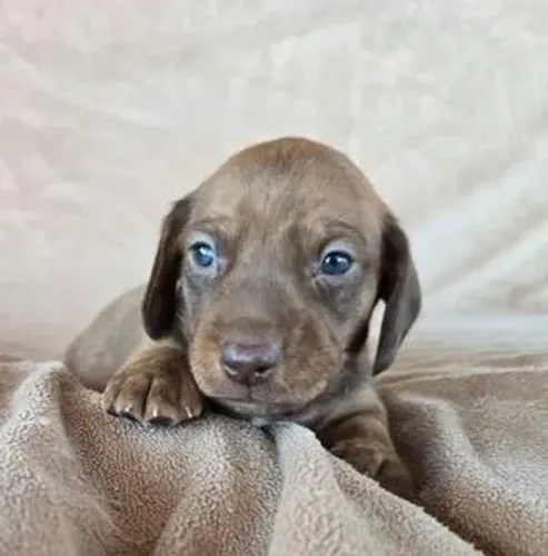 Dachshund,Dachshund Filhote Linda Linhagem Disponível