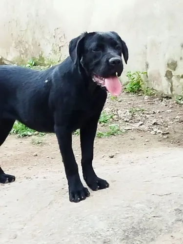 Cane corso