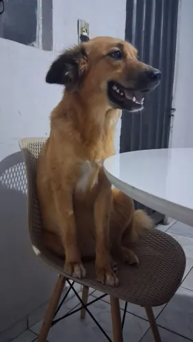 Cachorro