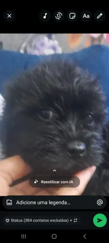Filhote poodle macho
