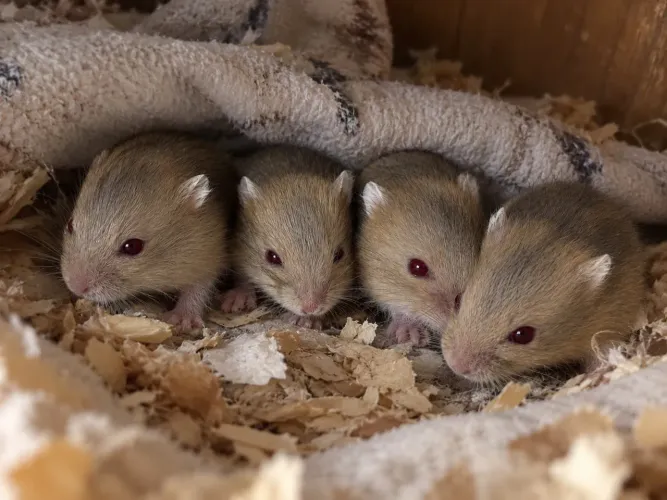 Filhotes Hamster Anão Russo 