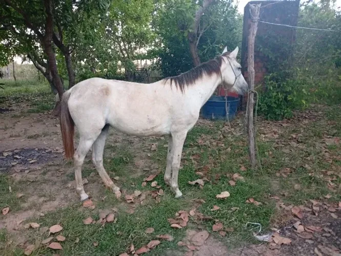 Égua de 6 anos
