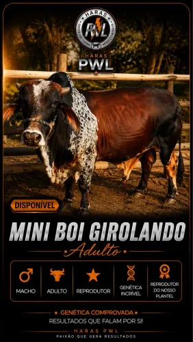 Vendo mini boi girolando maravilhoso !