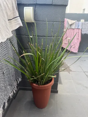 Vaso de planta