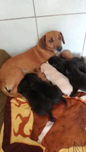 Doando filhotinhos de vira lata