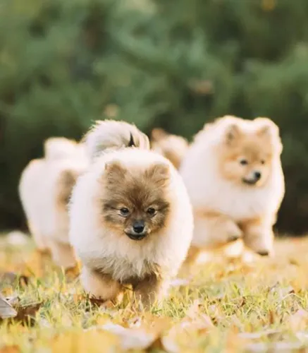 Spitz alemao com pedigree e vacinas 