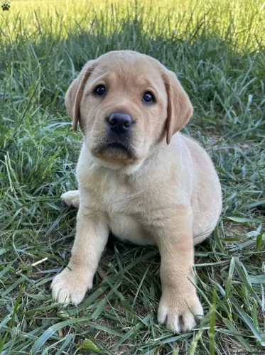 Labrador Caramelo | Com pelagem brilhante 
