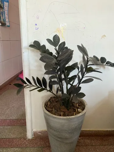 Zamiolculca Rubro (Black)