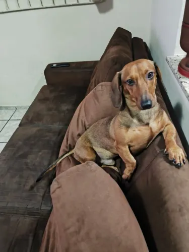 Doação de cachorro salsicha