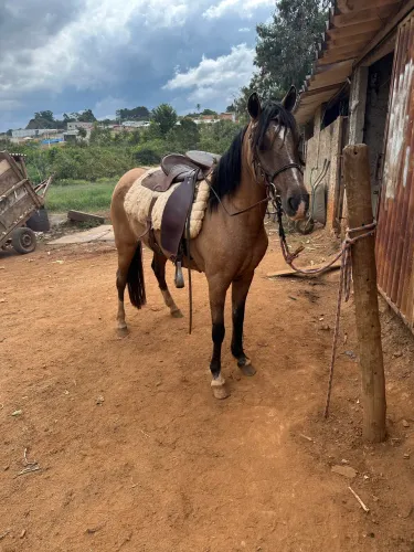 Égua mangalarga marcha picado genuína mansa