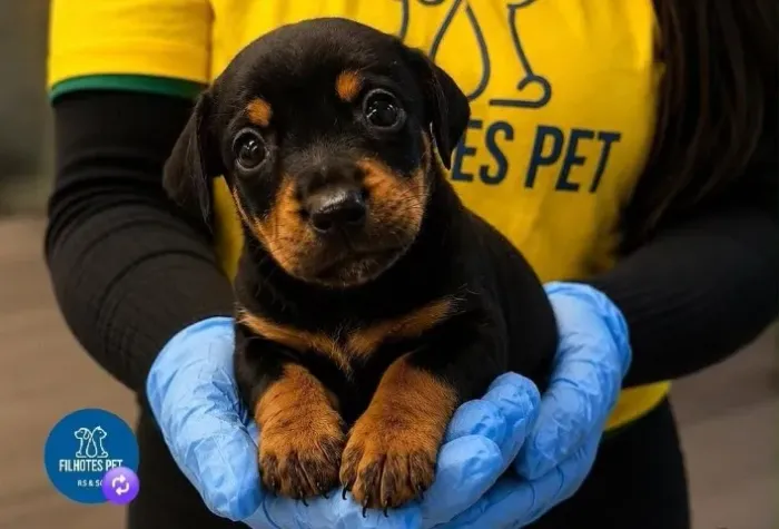 Dachshund