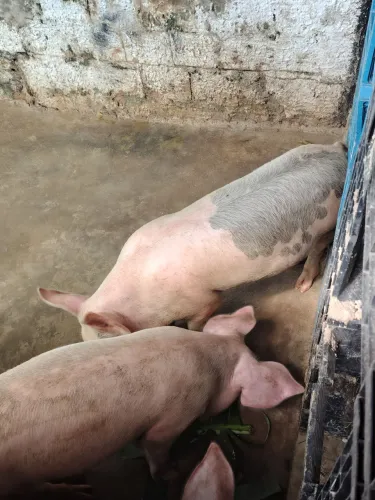 Porcos a venda