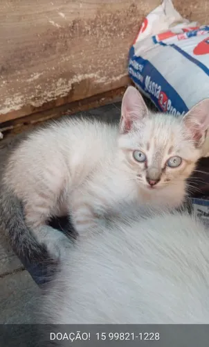 Gatinhos para doação responsável