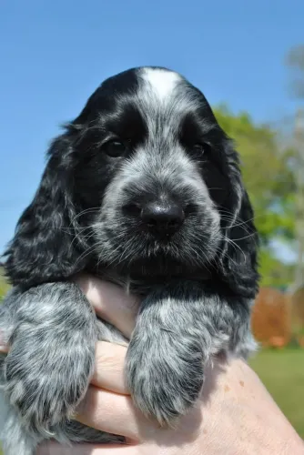 Filhote de Cocker Spaniel o amor que cabe no seu colo