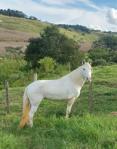 Mangalarga marchador registrado