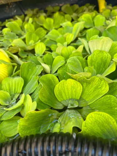 3 Alface Dágua Planta Flutuante Lago Fonte Aquário Rep Peixe