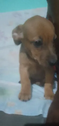 Cachorro salsishinha 