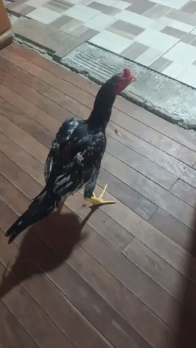 Franguinho índio 