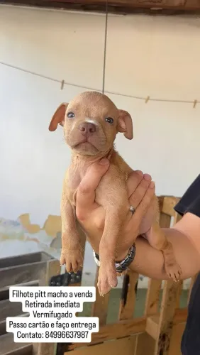 Filhote pitbull macho