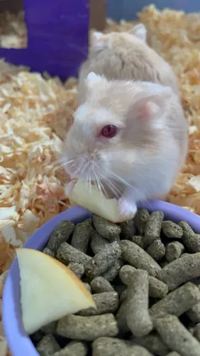 HAMSTERS ANÃO- RUSSO À VENDA! ?