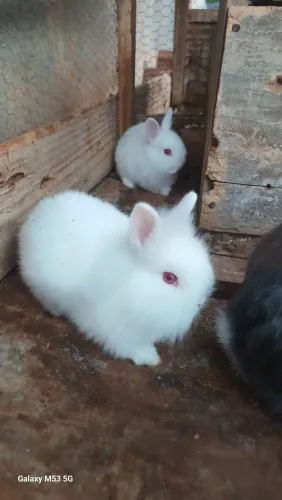 mini coelhos