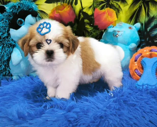 Shih Tzu mini machinho 