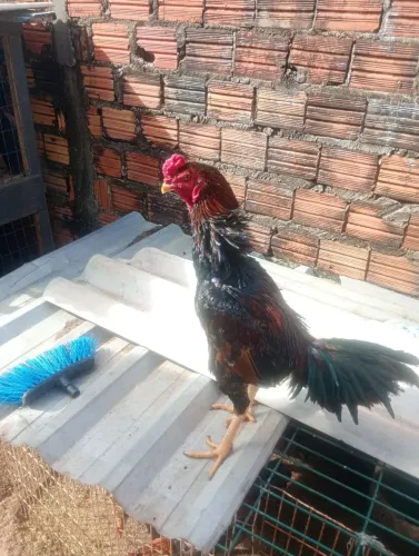Galo