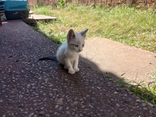 Gatinhos para Adoção!