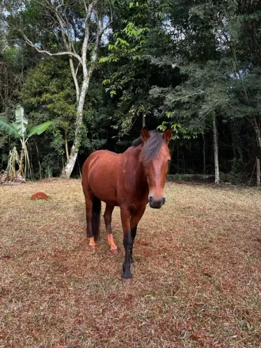 Cavalo