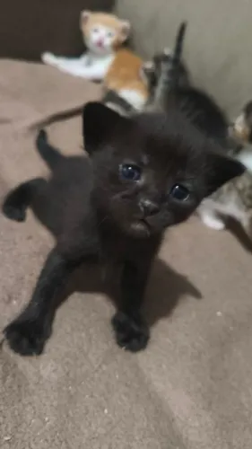 Doa-se gatinhos filhotes