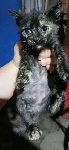 Doa-se Gatinhos preto e tricolor