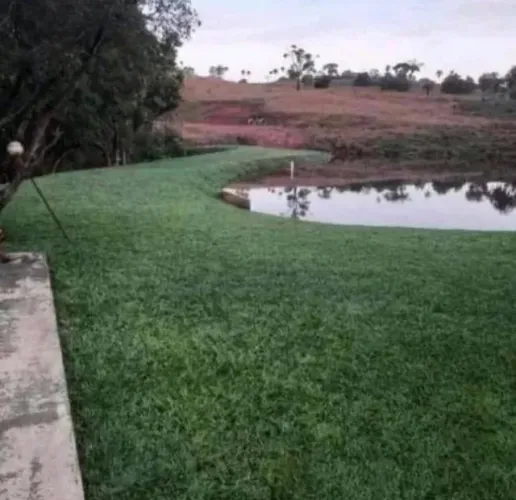 Grama Bermuda Direto da Plantação Faça Cotação 